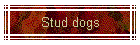 Stud dogs